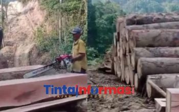 Bahaya Dishut Jadi Sorotan Terkait Pembalakan Liar di Hutan Kawasan Pesisir Barat