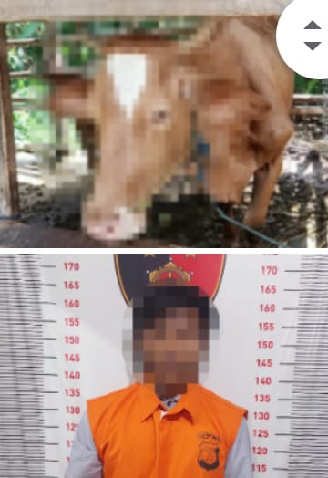 Polisi Ungkap Pelaku Kasus Pencurian Motor dan Pencuri Sapi di Ketapang