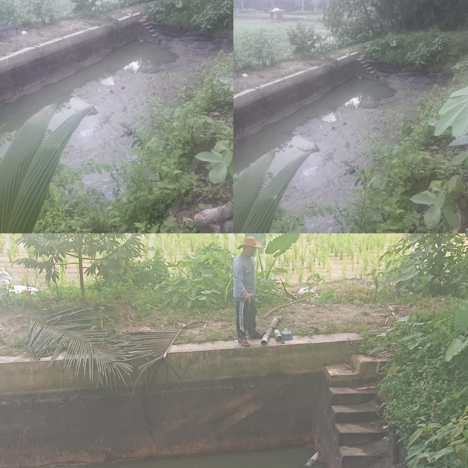 Marak Pencurian Ikan Di Pagelaran,Kolam Siap Panen Jadi Sasaran