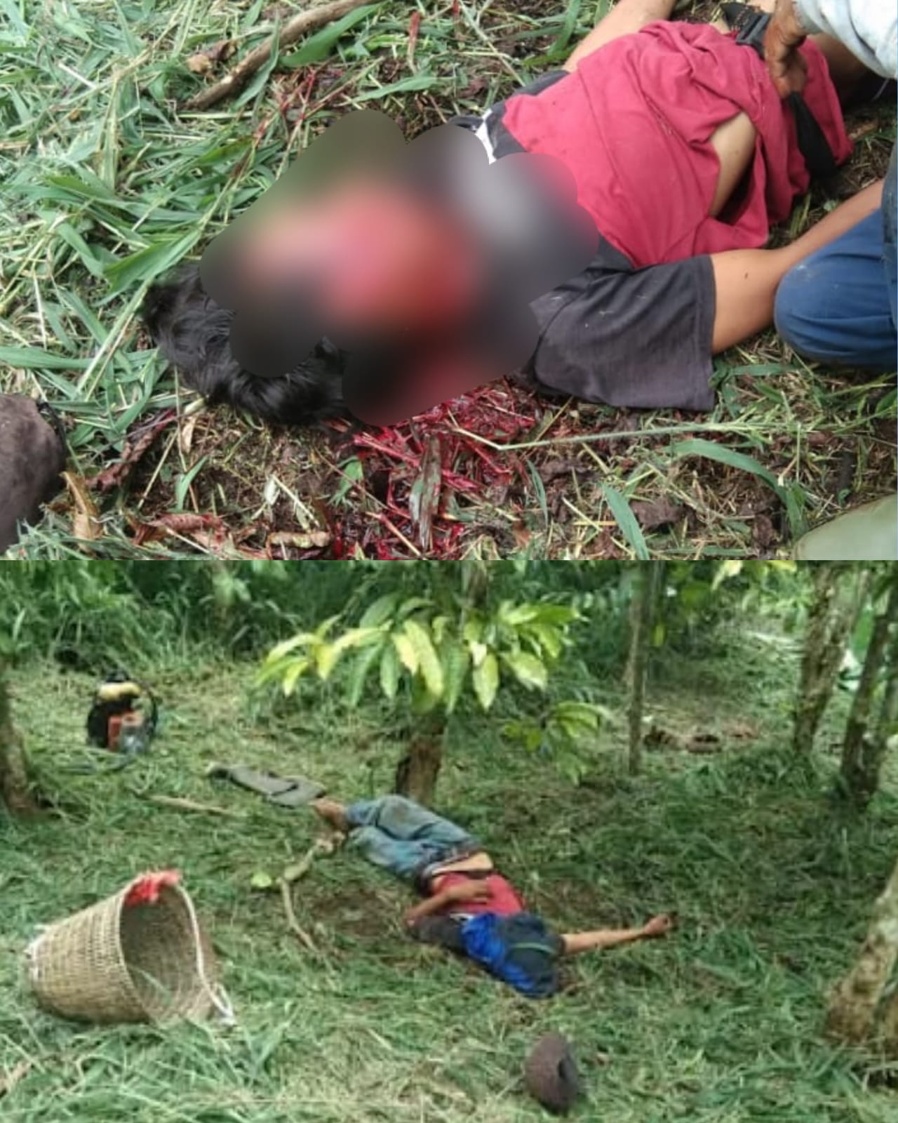 Warga Pekon Jagaraya Lambar Ditemukan Bersimbah Darah Tak Bernyawa Di Kebun MilikNya