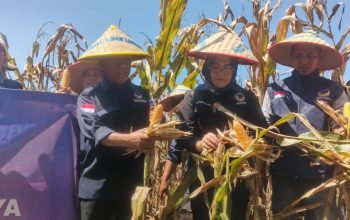 DPC Partai Nasdem Lamteng Lakukan Panen Raya Jagung Bersama Petani Nasdem