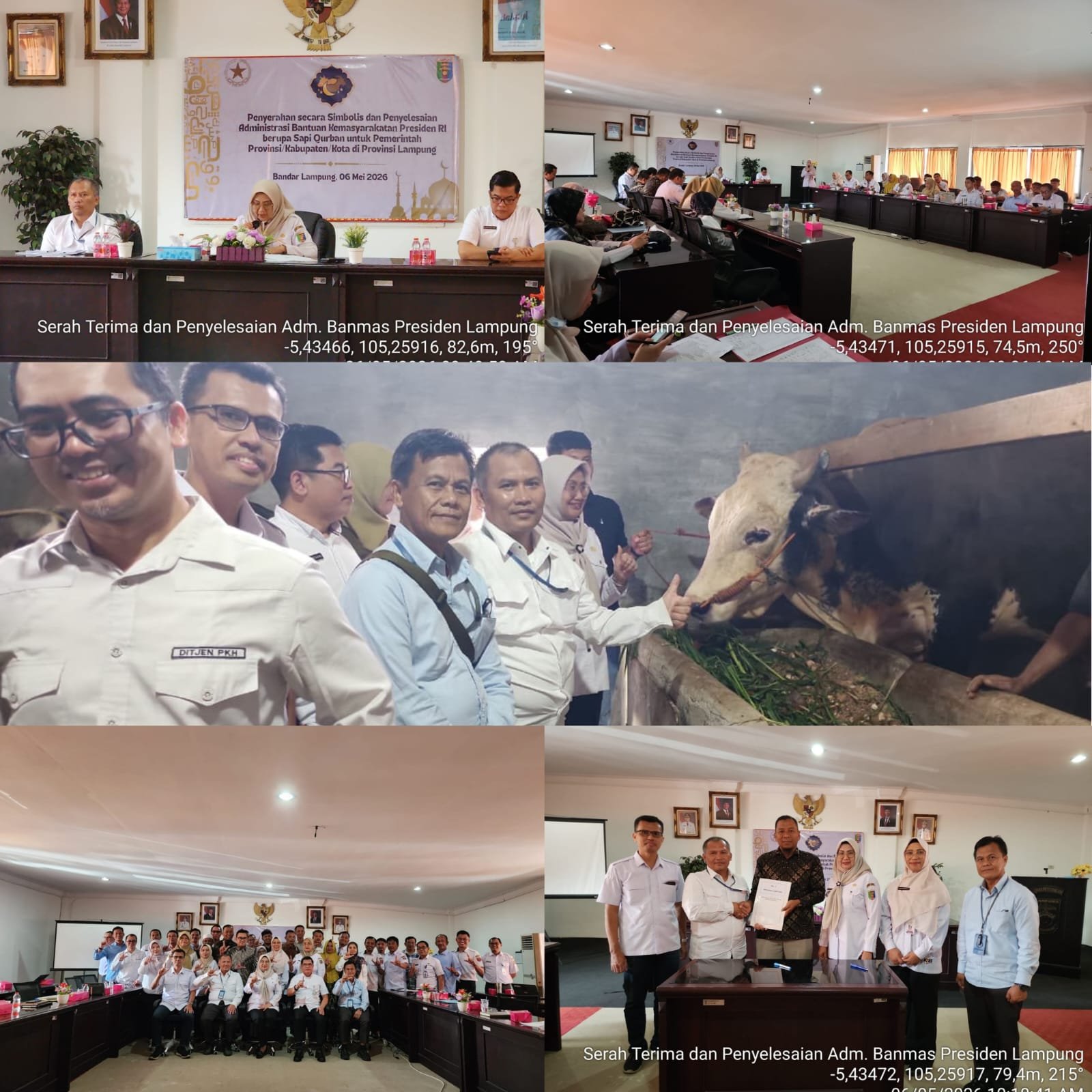 Provinsi Lampung Sediakan Sapi Banmas Presiden Sebanyak 16 ekor Dengan Bobot Lebih Dari 1 Ton Pada Tahun 2026