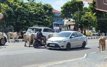 Kasat Pol PP Ogan Ilir Diduga Lalai Hewan Ternak Berkeliaran di Jalan Raya
