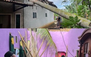 Polsek Pulau Panggung Identifikasi Rumah Tertimpa Pohon Kelapa