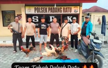 Tim Tekab Polsek Padang Ratu Gerebek Arena Sabung Ayam, Pelaku Kabur Tinggalkan Ayam Aduan