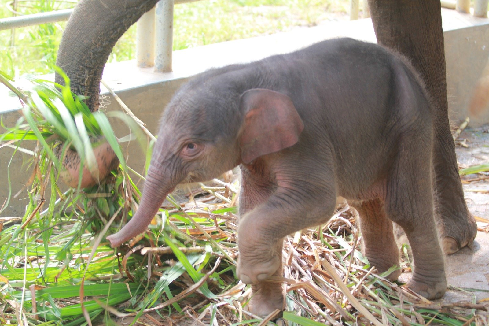 Usai Harimau, Bayi Gajah Sumatera Kembali Lahir di Lembah Hijau Lampung
