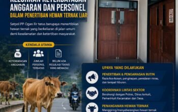 Satpol PP Ogan Ilir Keluhkan Keterbatasan Anggaran dan Personel dalam Penertiban Hewan Ternak Liar