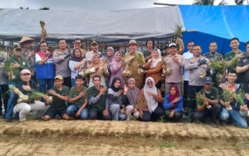 Bupati Tanggamus Panen Raya Bawang Putih, Perkuat Ketahanan Pangan Nasional