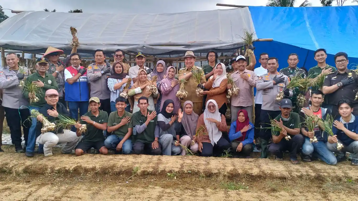 Bupati Tanggamus Panen Raya Bawang Putih, Perkuat Ketahanan Pangan Nasional