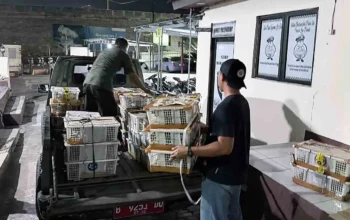 2.775 Burung Diamankan di Pelabuhan Bakauheni, Diangkut Tanpa Dokumen Karantina
