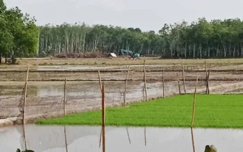 7 Excavator Diduga Buka Lahan di Kawasan Hutan Sialang Barat OKI, Warga Minta Pemerintah Turun Tangan