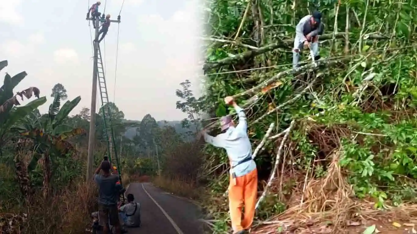Pohon Roboh Timpa Jaringan PLN dan WiFi di Sinar Jawa, Warga Diminta Waspada
