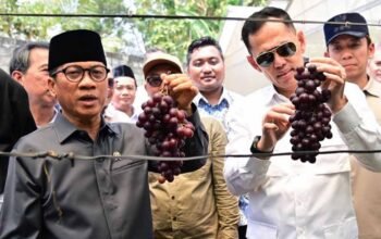 Kebun Anggur BUMDes Merak Berseri Tarik Perhatian Mendes PDT