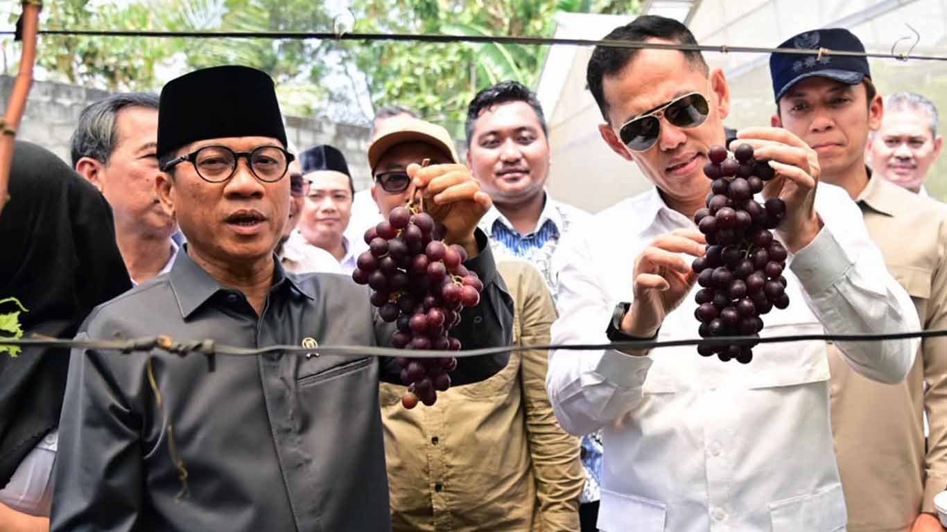 Kebun Anggur BUMDes Merak Berseri Tarik Perhatian Mendes PDT