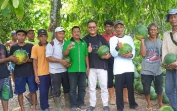 Panen Semangka Melimpah, Taruna Tani Nawasena Sejahtera Abadi Sulap Lahan Tidur Jadi Lahan Produktif