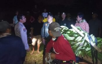Polisi Amankan Pria Diduga Curi 11 Tandan Pisang di Tanggamus